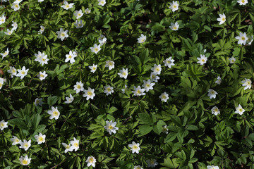 Texture of white flowers of wild flower of anemone surrounded by green leaves