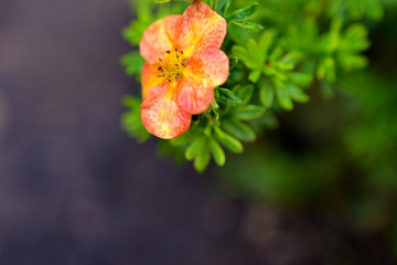 Pink flowers of dasiphora (formerly Potentilla) after rain