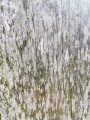 Obraz premium tree bark texture