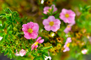 Pink flowers of dasiphora (formerly Potentilla) after rain