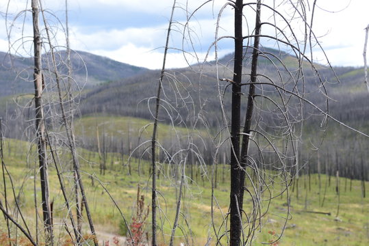 Port Fire Regrowth