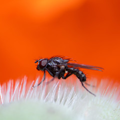Firefly