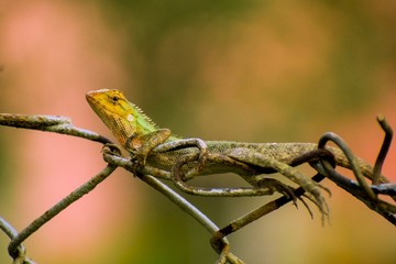 lizard on a leaf