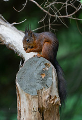 Eating squirrel