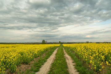 Straight ground road through a field with yellow rape and cloudy skies