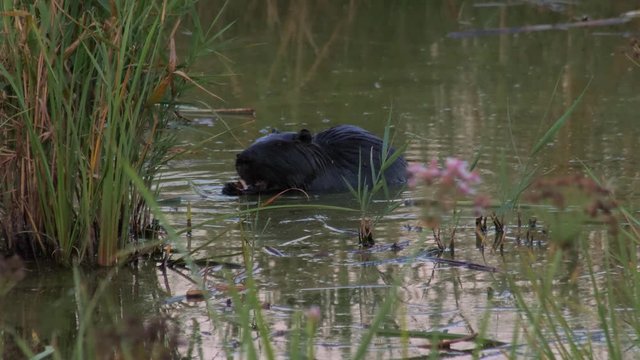 beaver eat something in bog