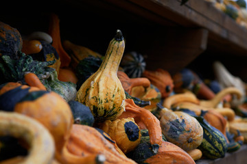Small colorful squashes also called bitter apple or colocynth (Citrullus colocynthis) on wooden...