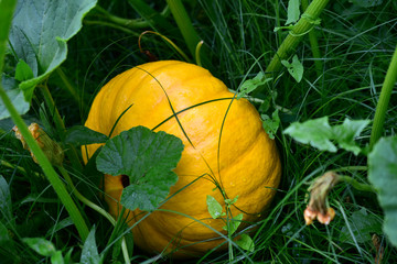 Orange pumpkin fruit in green in the garden