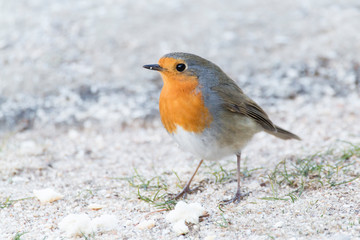 Robin (Erithacus rubecula) in the floor eating bread. Bird with orange breast