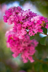 Fototapeta premium Pink Lilac Flowers