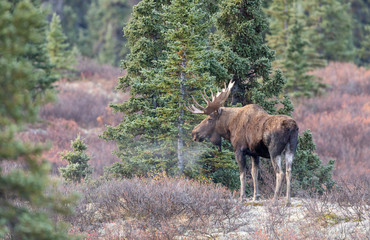 Alaska Yukon Bull Moose in Autumn