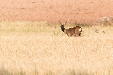 roe deer (Capreolus capreolus) in a cereal field in central Spain