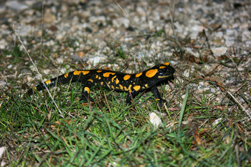 Salamander (Salamandra salamandra) on the ground among grass. Amphibian black and yellow