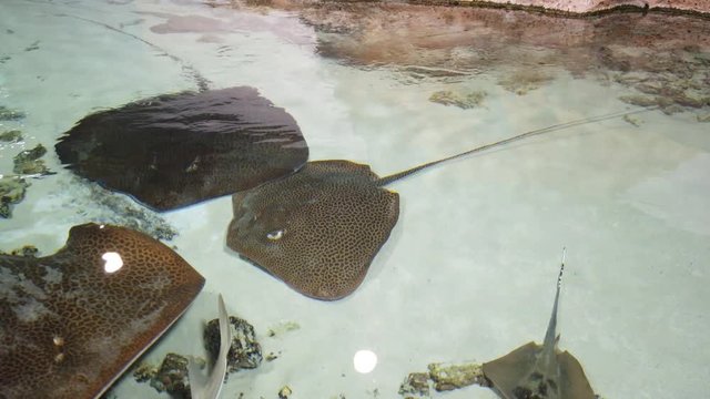 Stingrays with another marine fishes floats on the deep
