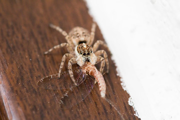 Salticidae spider with its prey. Tiny brown spider photographed after it hunted a fly