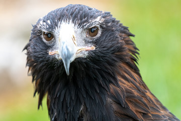 Portrait of Wedge-tailed Eagle or Bunjil (Aquila audax)