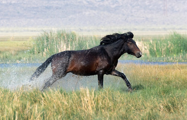 Obraz na płótnie Canvas Wild Horses, Adobe Valley, California, USA