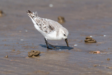 Sanderling (Calidris alba) feeding at Doñana beach. Grey wader at Donana National Park