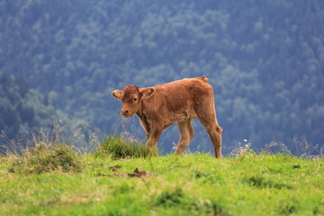 Veau en montagne