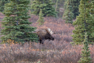 Alaska Yukon Bull Moose in Autumn