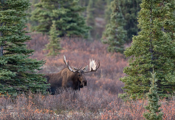 Alaska Yukon Bull Moose in Autumn