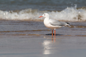 Naklejka premium Slender-billed gull (Chroicocephalus genei) at Doñana National Park beach with waves sea unfocused background. White and grey bird with red bill and red legs