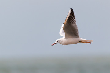 Slender-billed gull (Chroicocephalus genei) flying over water at Doñana National Park beach with sea unfocused background. White and grey bird with red bill and red legs
