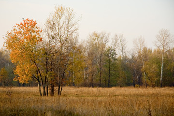 Fototapeta premium Autumn forest on a sunny day