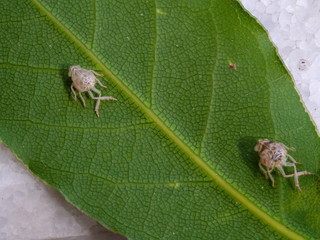 insect larvae under the green leaf
