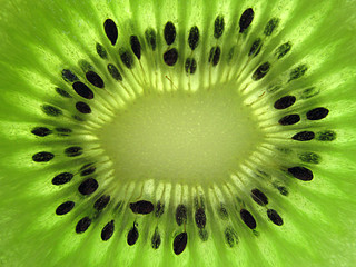 Slice of kiwi. Close-up.