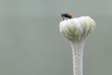 Tiny fly perched on a flower with grey unfocused background