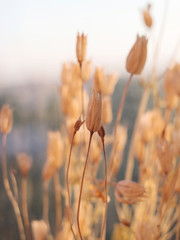Obraz premium Ears of close-up. Cereals. Dried flowers. Shallow depth of field.