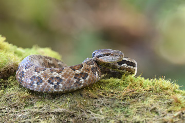 Godman's montane pit viper on moss