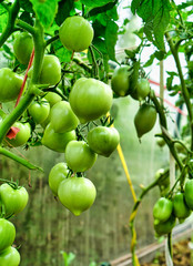 Bunch of unripe green tomatoes in greenhouse.