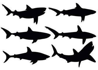 Predatory sharks. Predatory fish.