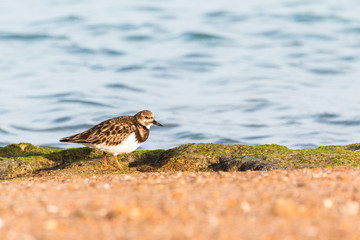 Turnstone (Arenaria interpres) in a beach of south Spain. Unfocused sand in the front and unfocused sea water in the background