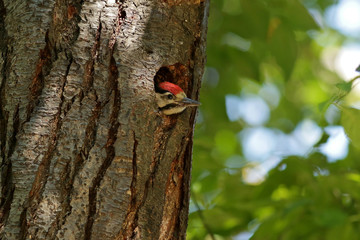 woodpecker on tree