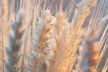 Ears of close-up. Cereals. Dried flowers. Shallow depth of field.