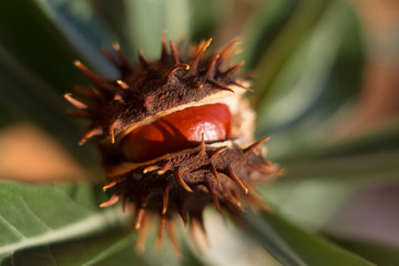 Ripe chestnuts on a green background of leaves close-up. Opened chestnuts. Horse chestnuts in autumn. Shallow depth of field.