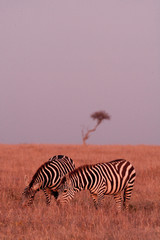 Obraz na płótnie Canvas Zebra herd at dusk in the Maasai Mara, Kenya