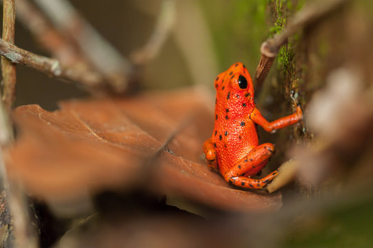 Red frog on a leaf