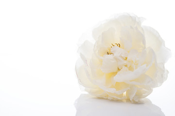 Blooming white peony on a white background, close-up, copy of space