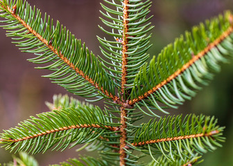 close-up of a pine tree