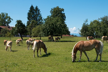 Pferdestuten und Fohlen auf der Koppel