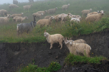 Fototapeta premium sheeps on a mountain pasture on a foggy day. Georgia