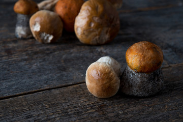 Seasonal forest mushrooms on a rustic wooden background, space for text