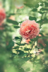 Obraz premium single pink rose