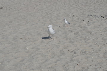 seagull on the beach by the sea