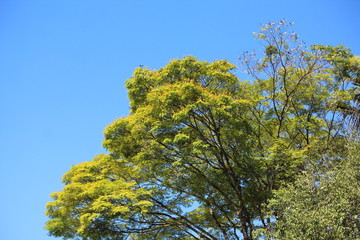 sky blue and green trees