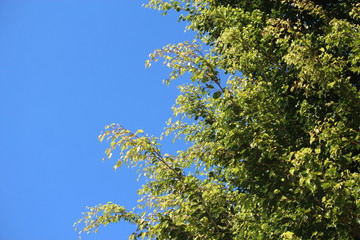 Fototapeta premium sky blue and green trees